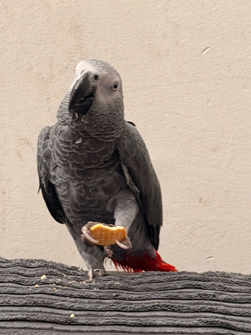 Rodney the vocal grey