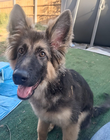 German Shepherd Female Puppy