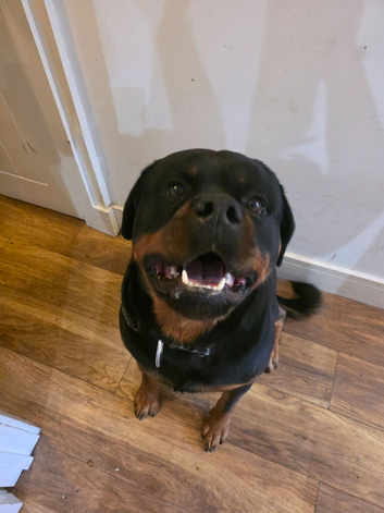 3yr Male Rottweiler