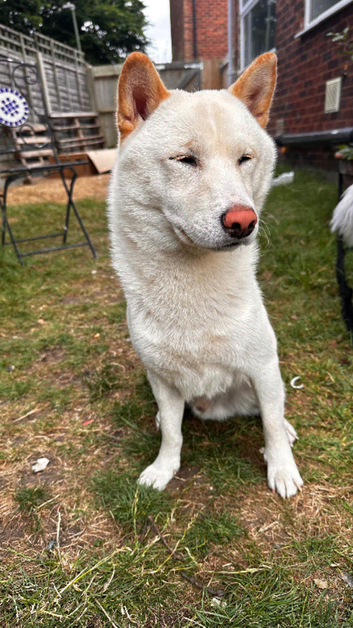 White shiba for stud