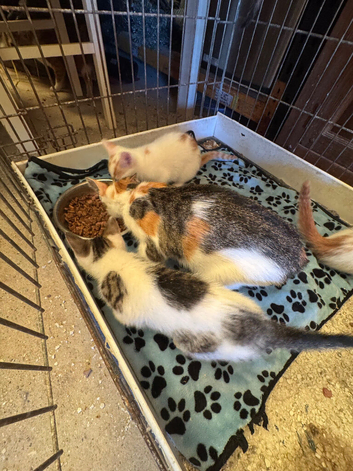 Kittens - mixed litter