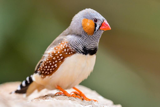 Zebra finch male & female