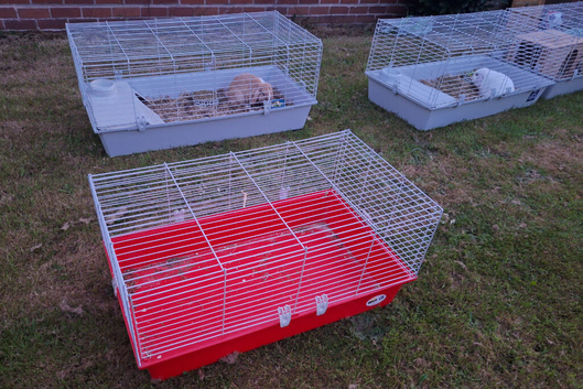 Rabbit cage