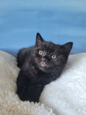 A beautiful BSH kitten for sale