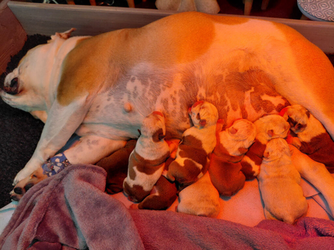 English Bulldog Puppies