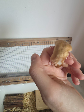 3 young mice