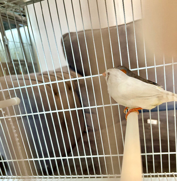 Zebra Finches for sale