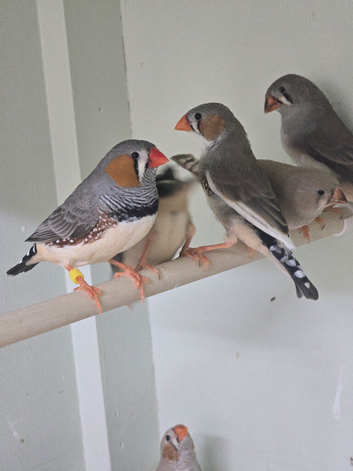 ZEBRA FINCHES