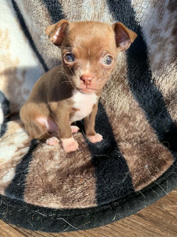 Chihuahua girl