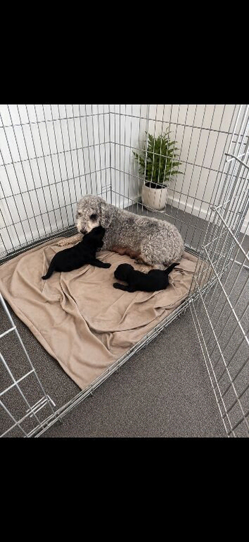 Bedlington terrier girl