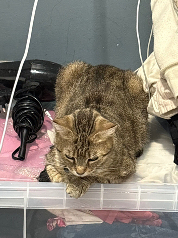 Kitten looking for home