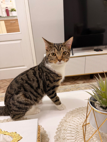 Kitten