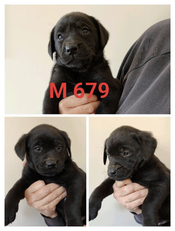 Lovely lab x pointerdor puppies