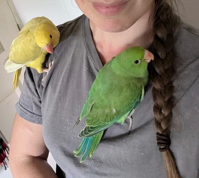Indian Ringneck scammer