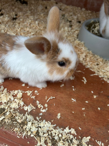 Mini lop babies