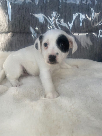 Jack russell