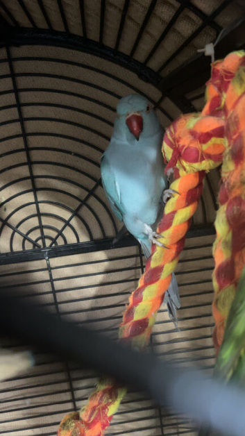 2yo Female Blue Indian Ringneck Parrot