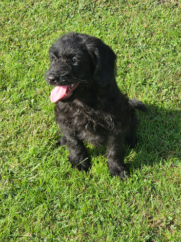 Miniture F1 labradoodles
