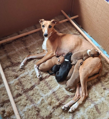 KC Reg Whippet Puppies