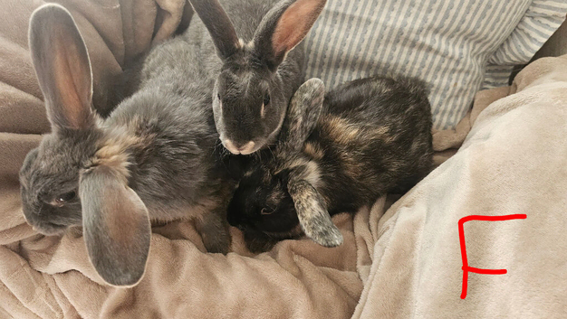 Baby bunnies ready now