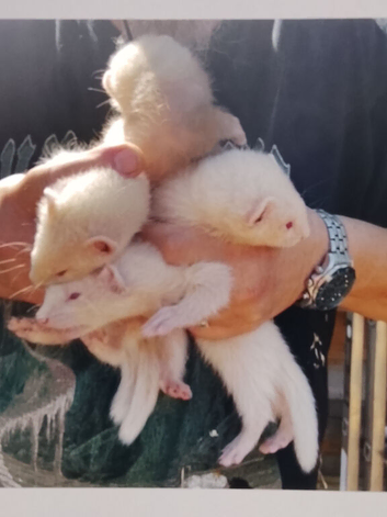 Ferret Kits for sale