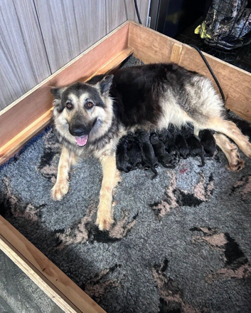 ready now german shepherd puppies