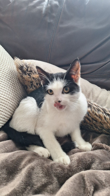 Adorable Male Kitten