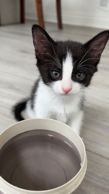8 week old kittens ready to be rehomed