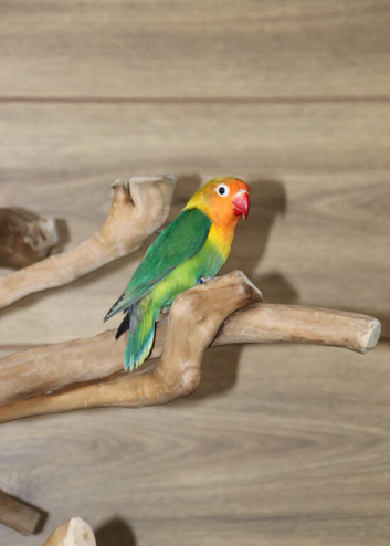 Baby Love birds,18