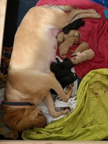 beautiful labrador puppies