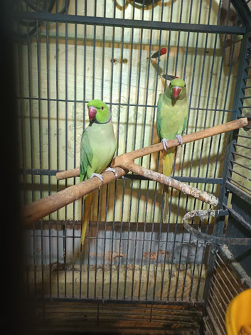 Beutifull green neck