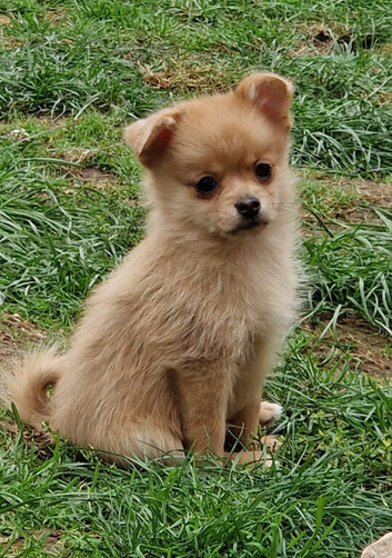 4 beautiful pomchi puppies looking for their forever families
