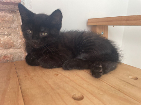 Stunning kittens from Russian Blue / Maine Coon heritage (READY NOW JUNE 20th)