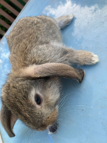 French lop for sale in London