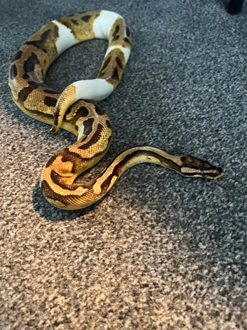 3 year old pastel pied python with full setup and stand