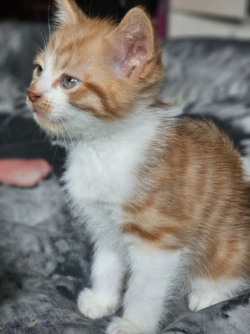 Beautful boy looking for a new home