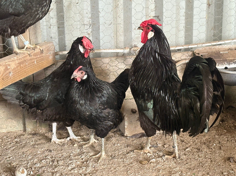 Marsh Daisy Breeding group
