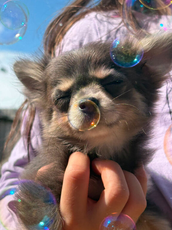 Beautiful unique chihuahua girl pup