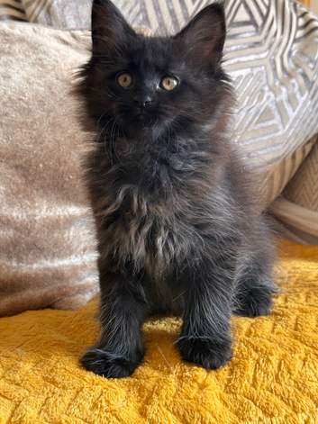 Purebred Maine Coon Cubs