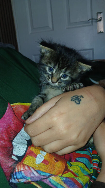 4 kittens