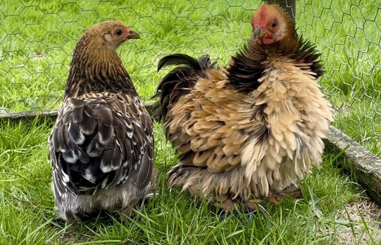 Pekin bantam pairs