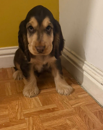 Boy Show type cocker spaniel