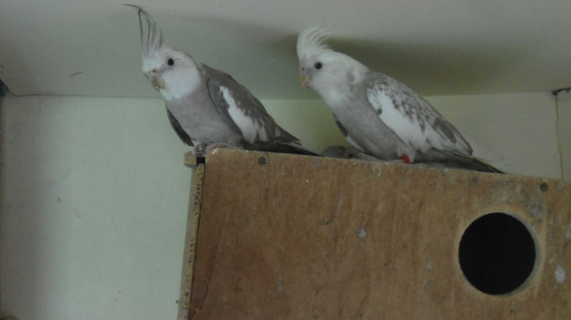 BLACK CHEEK PAIR OF ZEBRA FINCH. AND 3 ISABEL ORANGEY FINCH .PR GREEN BUDGIES