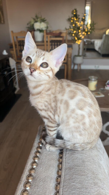 Stunning Snow Bengal Girl - Last One Remaining - Ready Now!