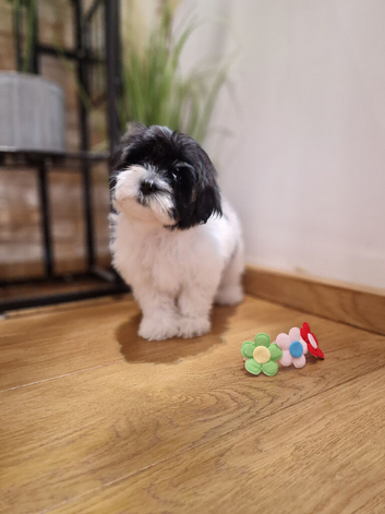 Malshipoo 1 Girl and 1 Boy left