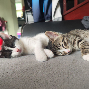 Beautiful kittens