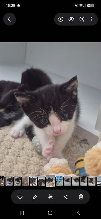 Fluffy kittens
