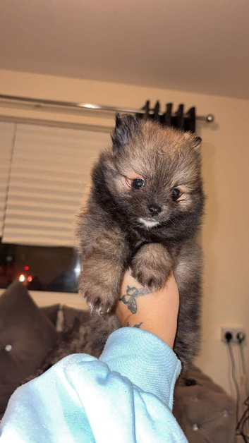 Miniture Pomeranian
