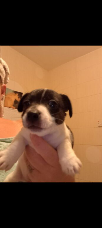 Working jack Russell