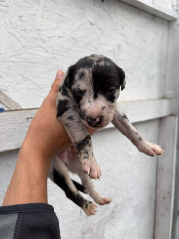 Lurcher pups for sale